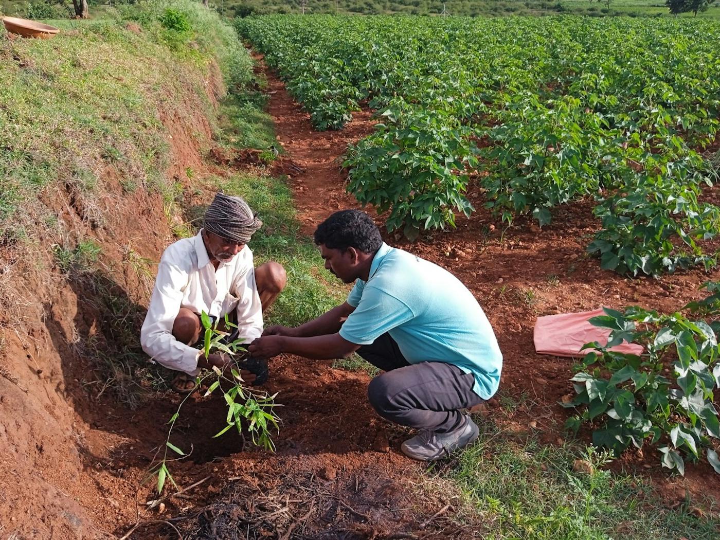 Growing Native Trees With Local Farmers to Protect India’s Wildlife